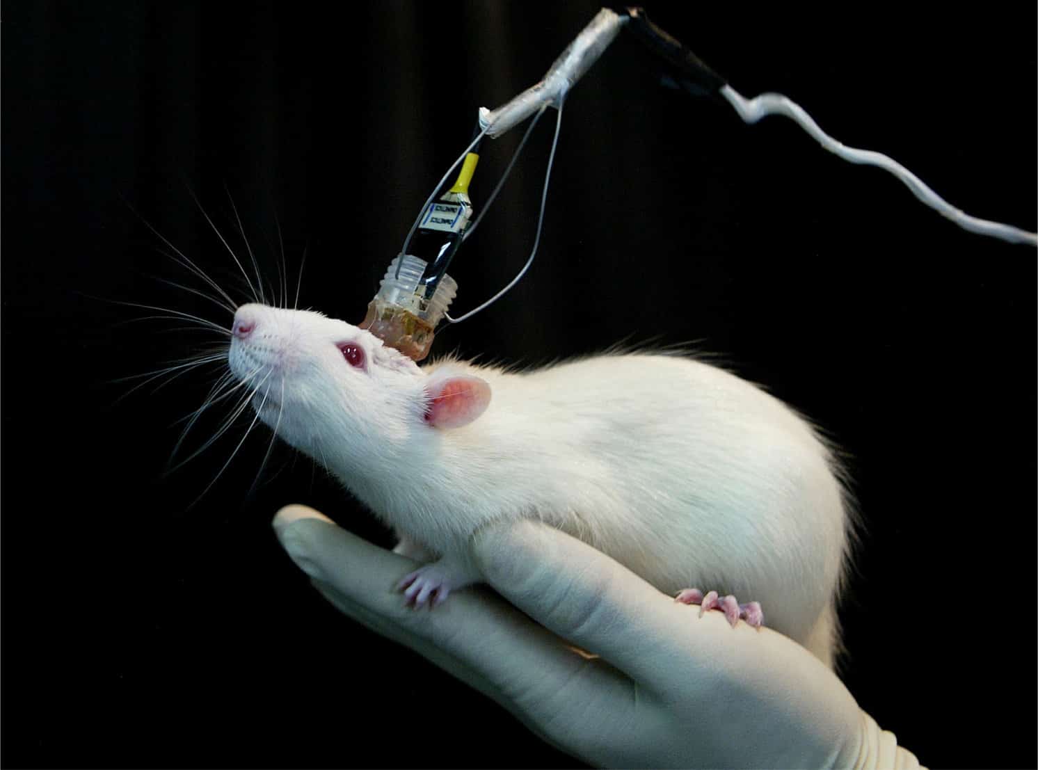 زرع ذاكرة زائفة في مخ الفئران